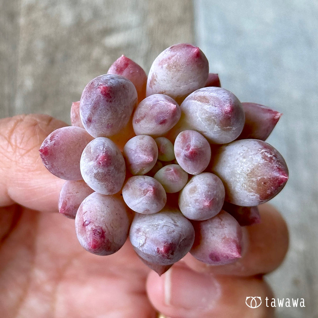 レッドフィンガー(兄弟農園苗)