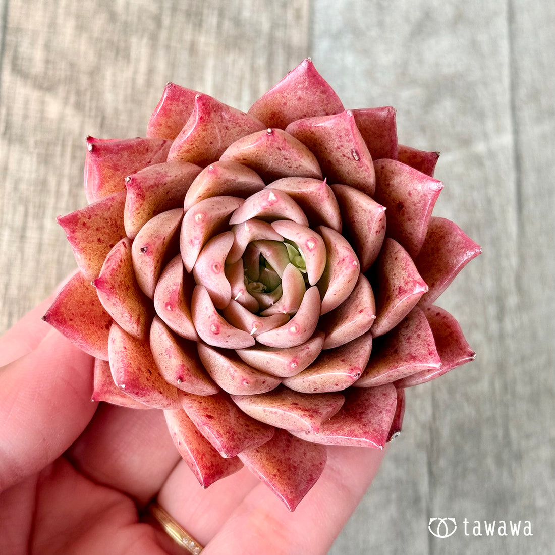 レッドハイ(チャンヒー農園苗)