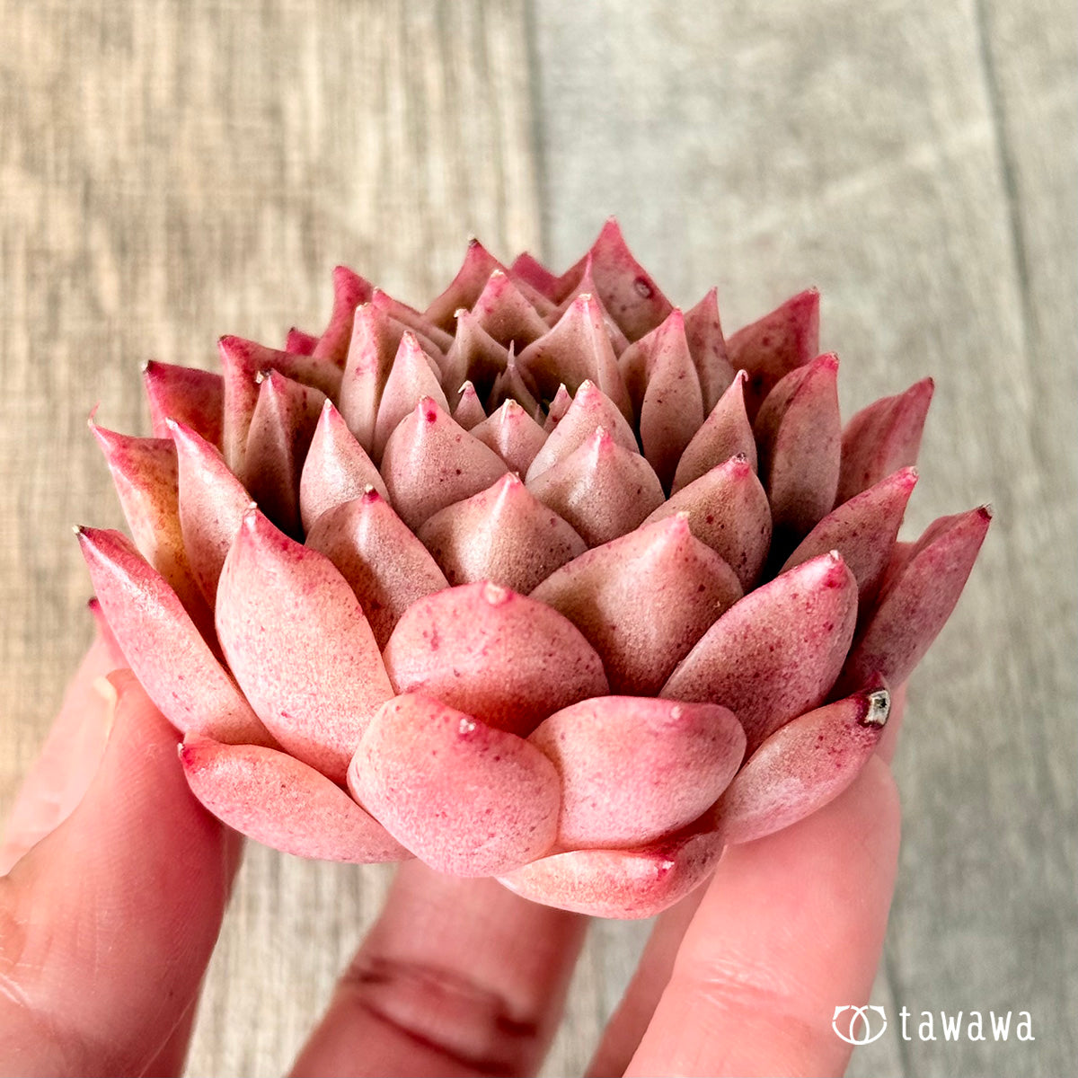 レッドハイ(チャンヒー農園苗)