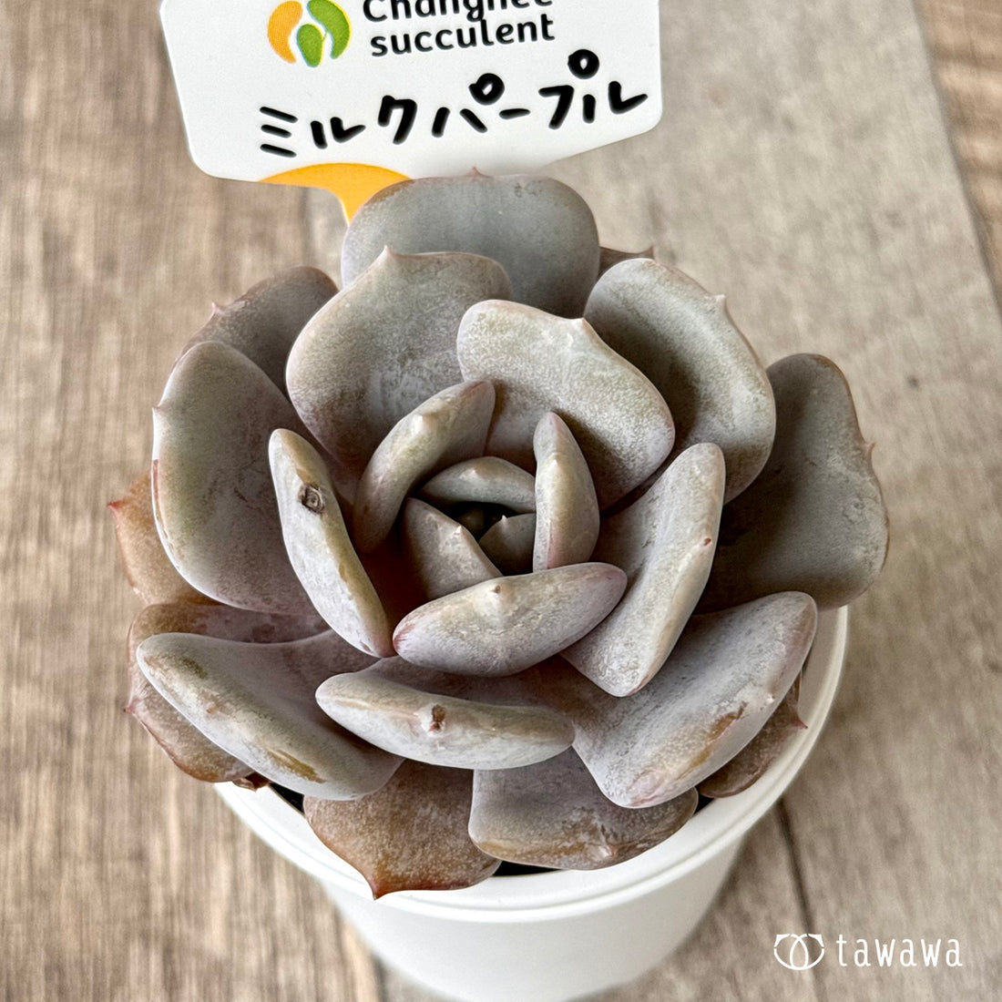 New Arrivals: Ice Green