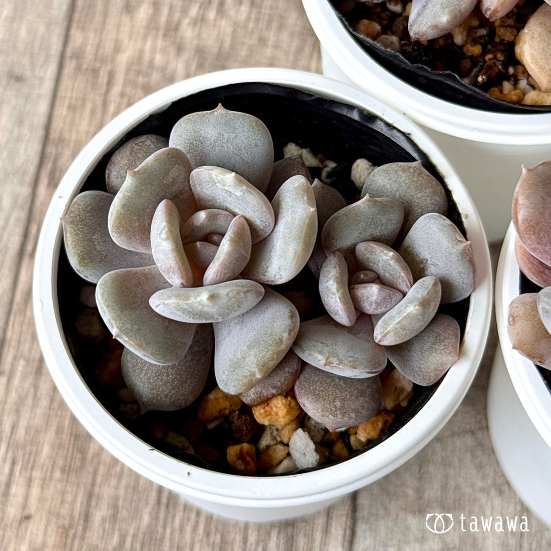 New Arrivals: Ice Green