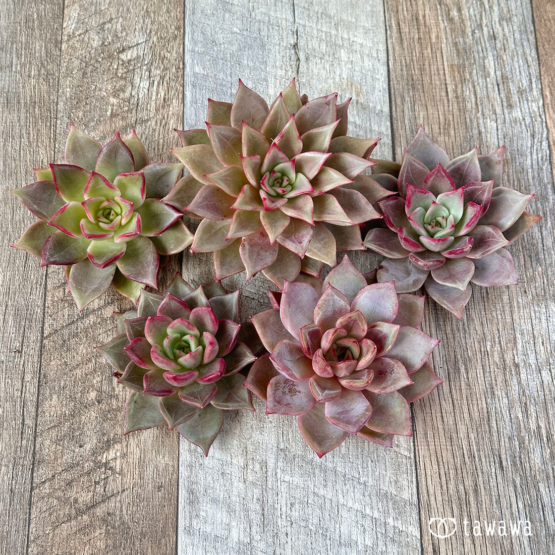 ローズウィング(兄弟農園苗)