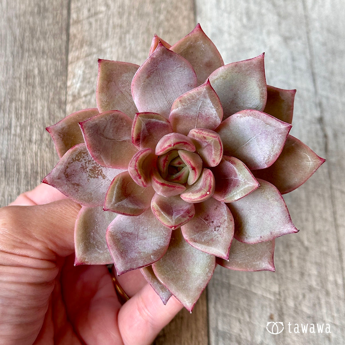 ローズウィング(兄弟農園苗)