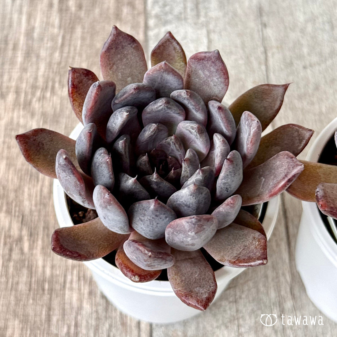 *新発売* ブラックザラゴーサ(チャンヒー農園)【tawawaハウス苗】