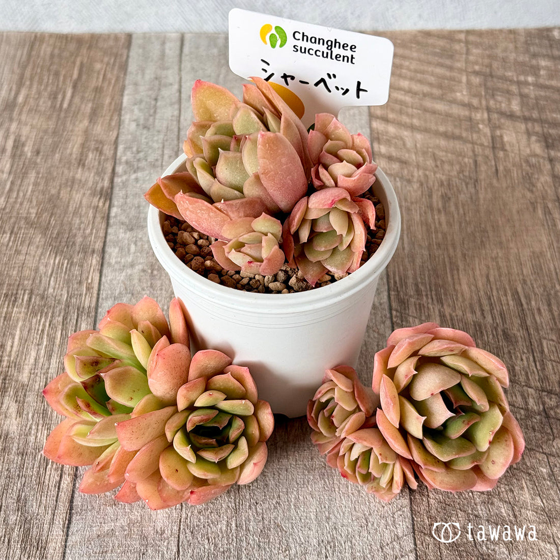 シャーベット (チャンヒー農園苗)