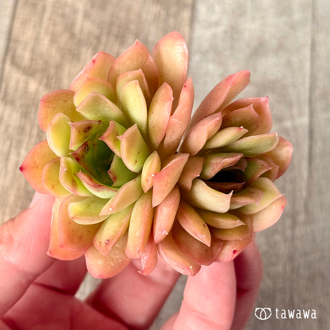 シャーベット (チャンヒー農園苗)