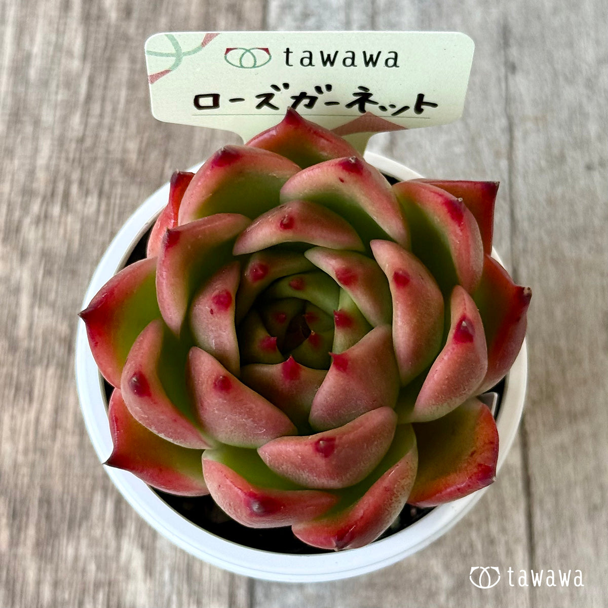 ローズガーネット(エアーマジック農園)【tawawaハウス苗】