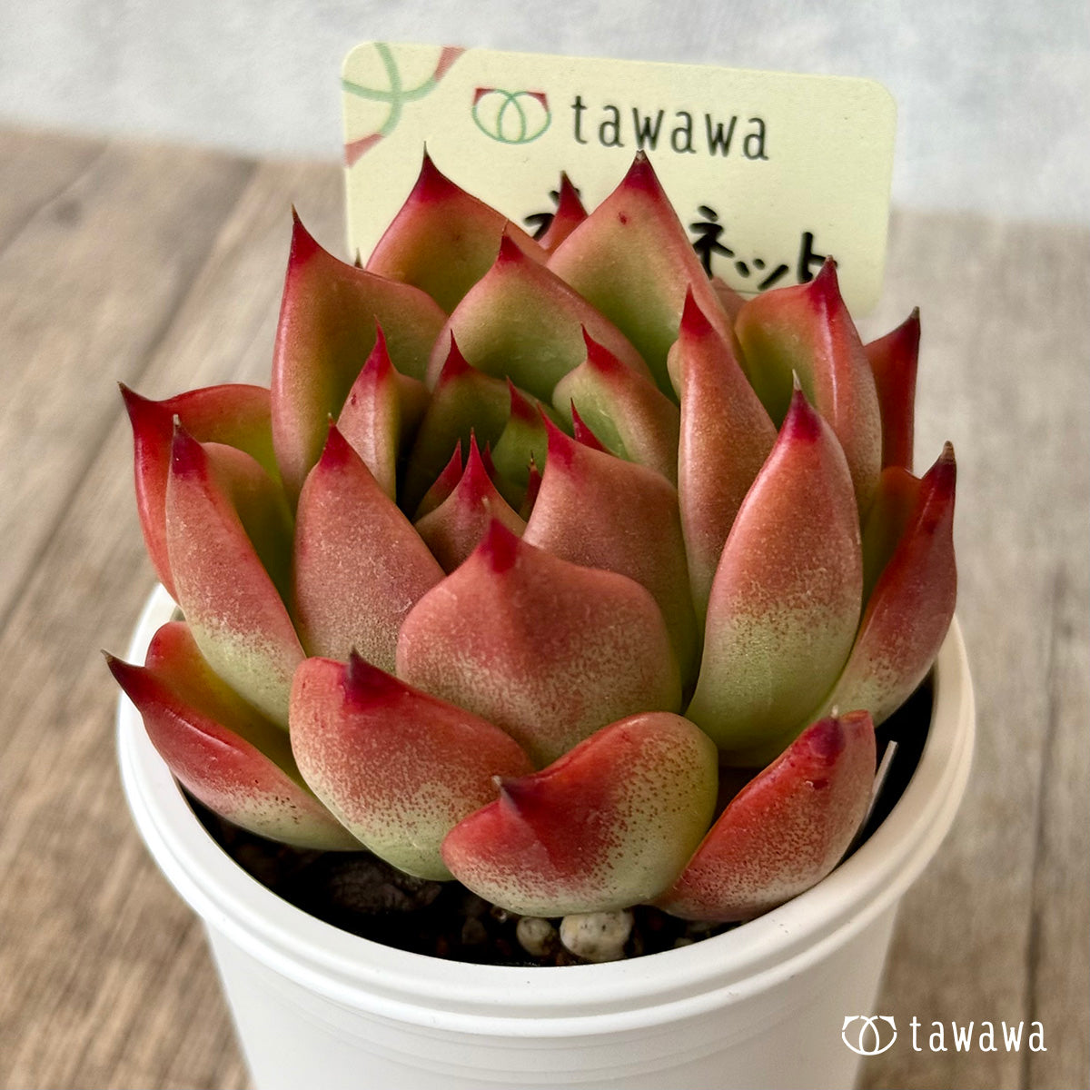 ローズガーネット(エアーマジック農園)【tawawaハウス苗】