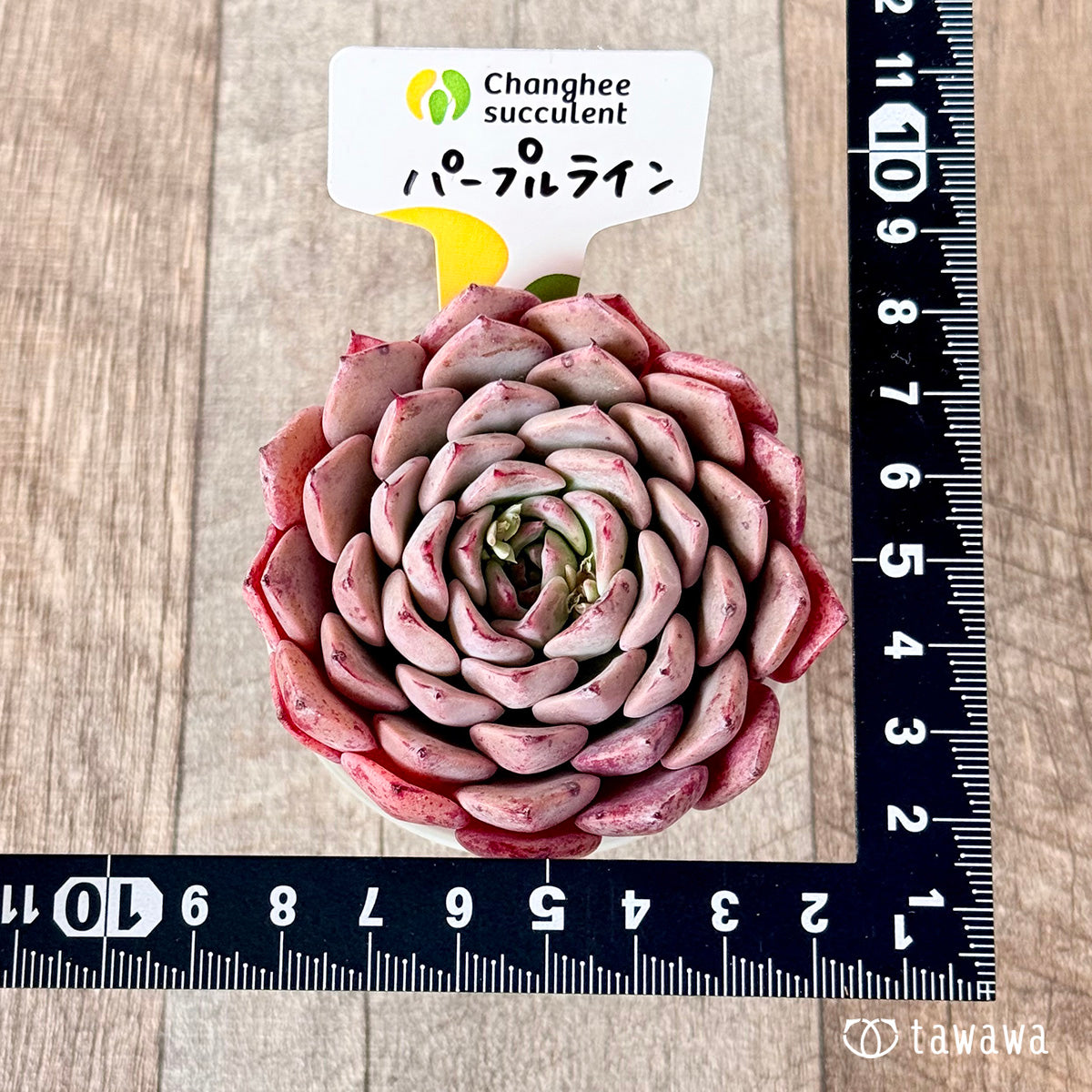 パープルライン【ビッグサイズ】(チャンヒー農園苗)
