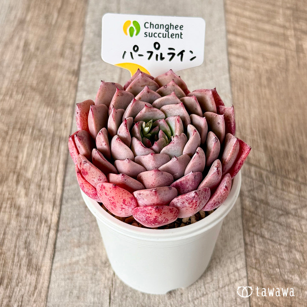 パープルライン【ビッグサイズ】(チャンヒー農園苗)