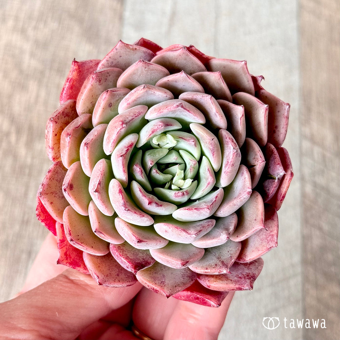 パープルライン【ビッグサイズ】(チャンヒー農園苗)