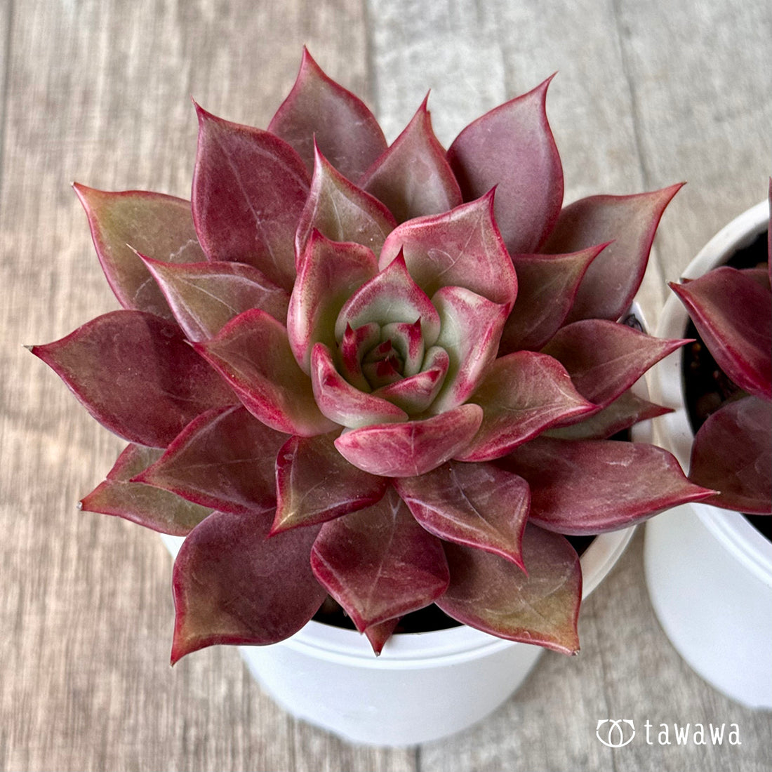 New Arrivals: Ice Green