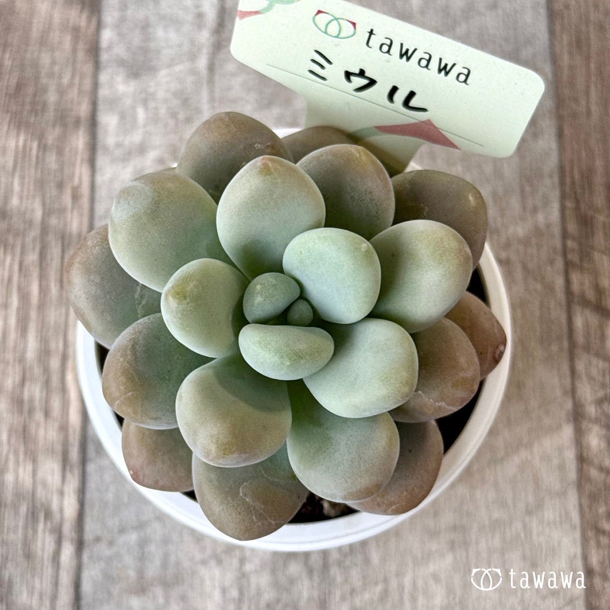*新発売* ミウル【tawawaハウス苗】