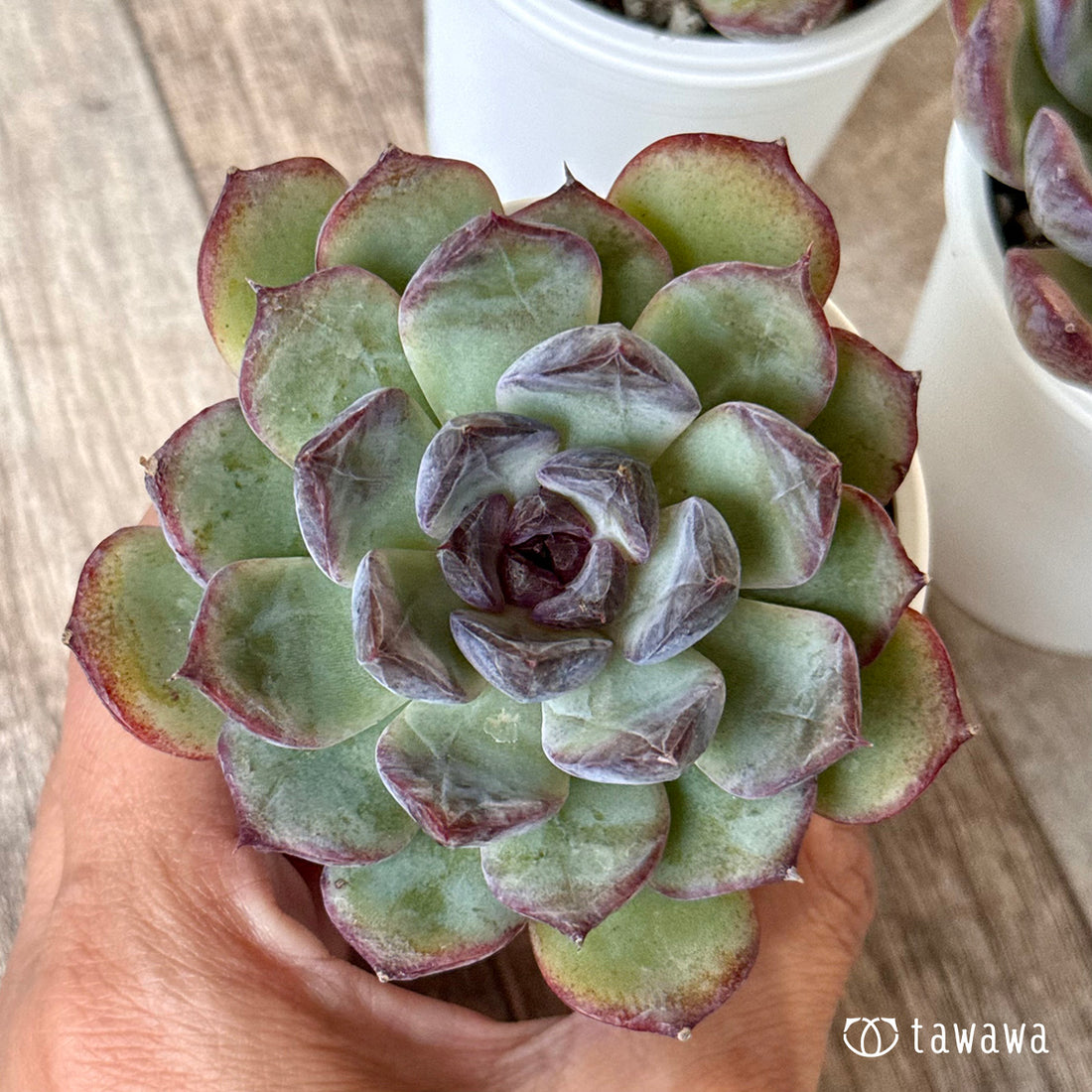 New Arrivals: Ice Green