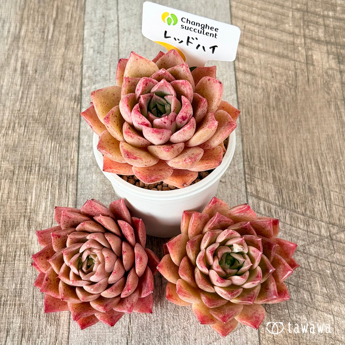 レッドハイ(チャンヒー農園苗)