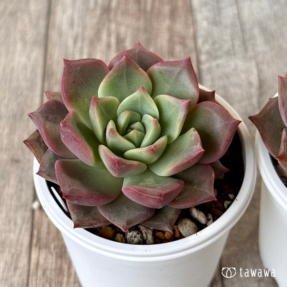 エスペロ【tawawaハウス苗】