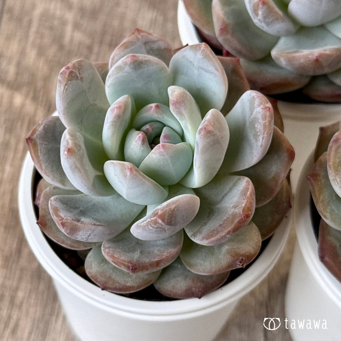 New Arrivals: Ice Green