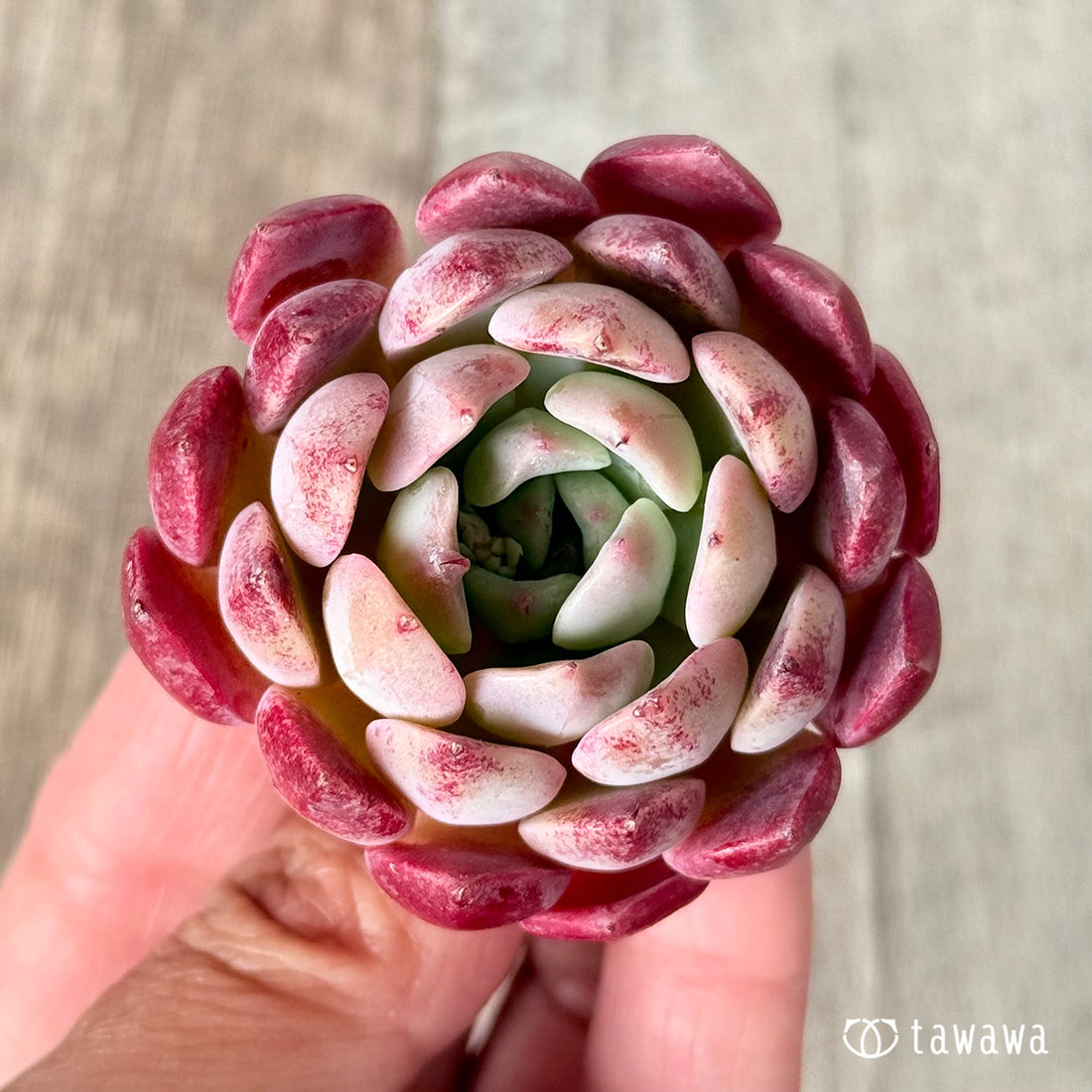 New Arrivals: Ice Green