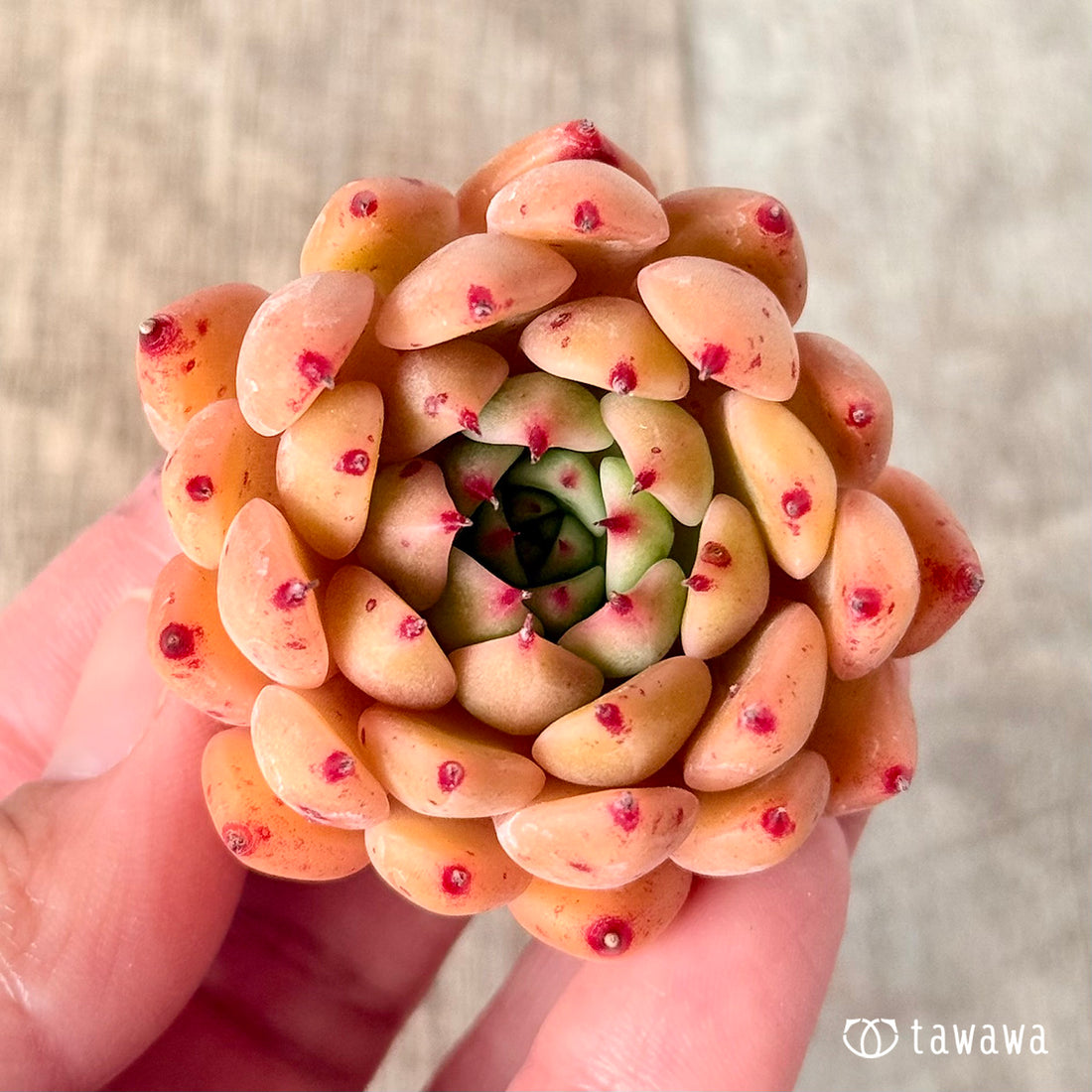 サラヒメ×チワワエンシスsp (チャンヒー農園苗)