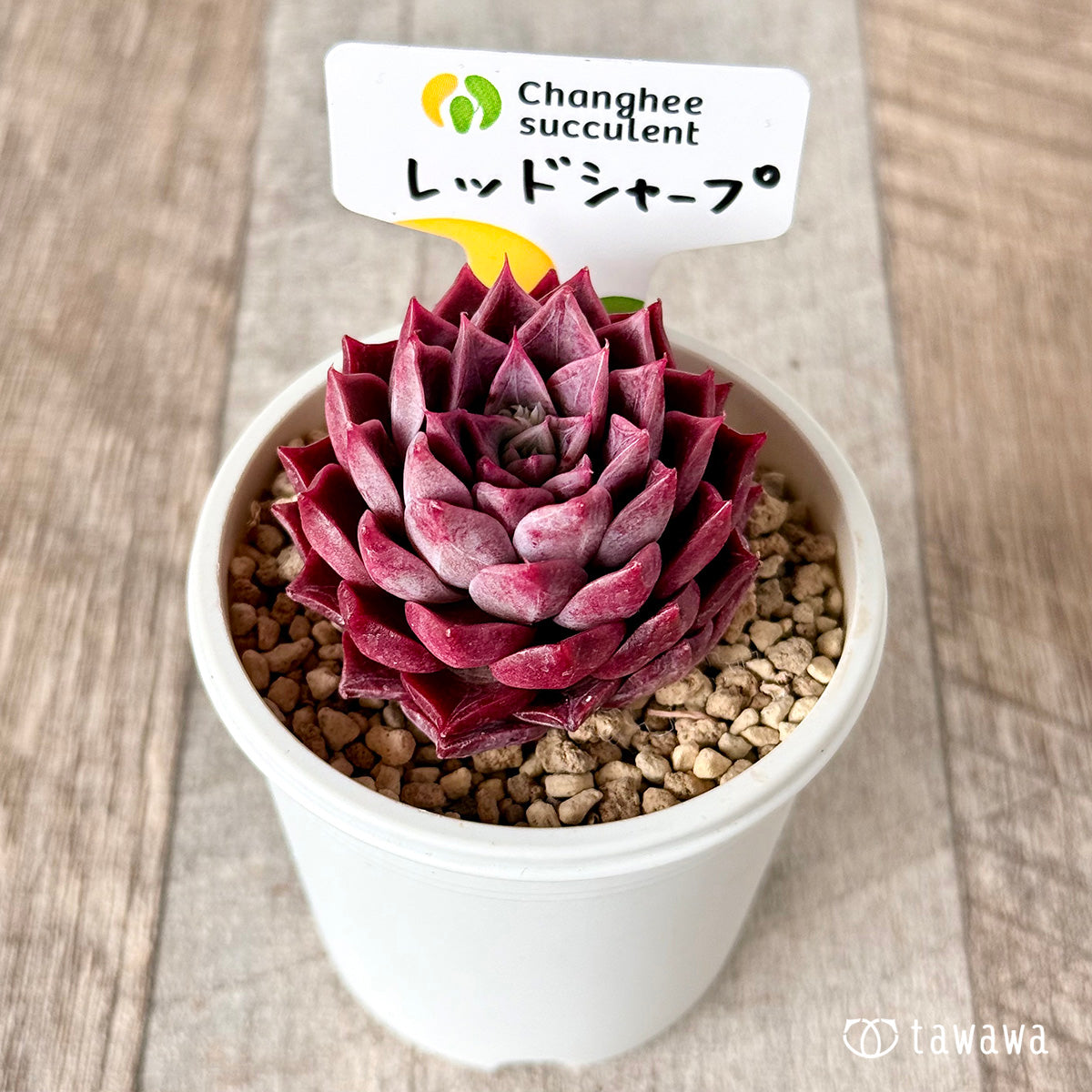 レッドシャープ(チャンヒー農園苗)