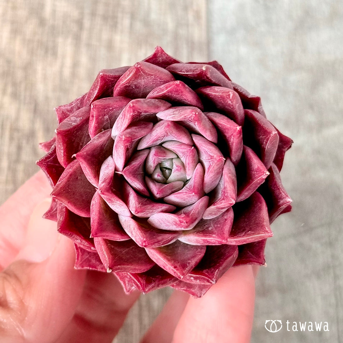 レッドシャープ(チャンヒー農園苗)