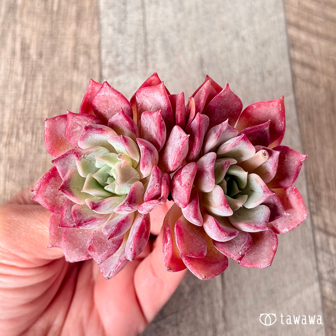 New Arrivals: Ice Green