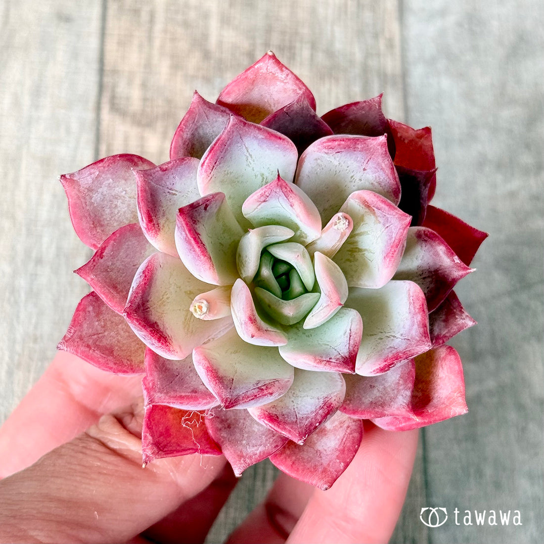 New Arrivals: Ice Green