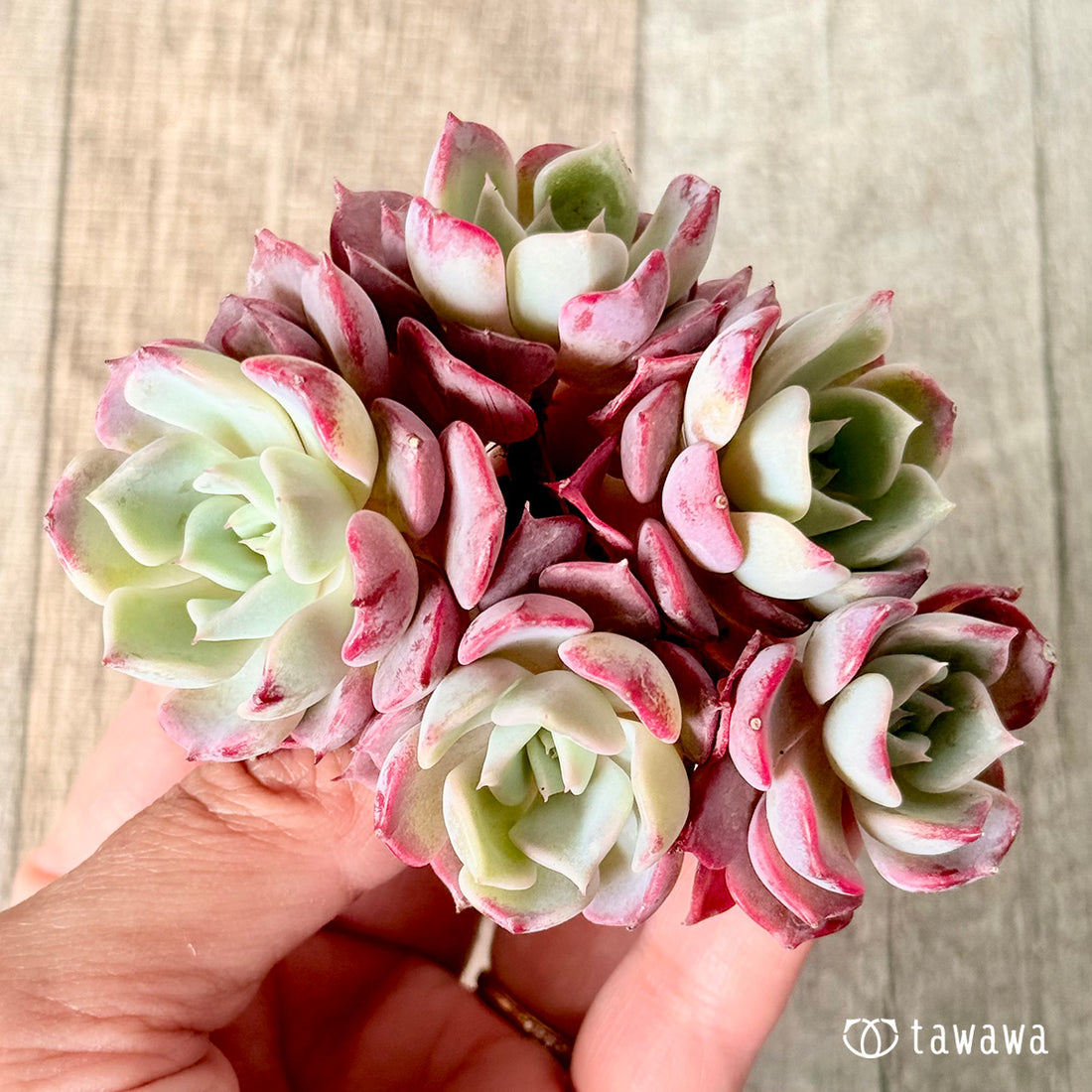 リラシナ×サラヒメ【群生】(チャンヒー農園苗)