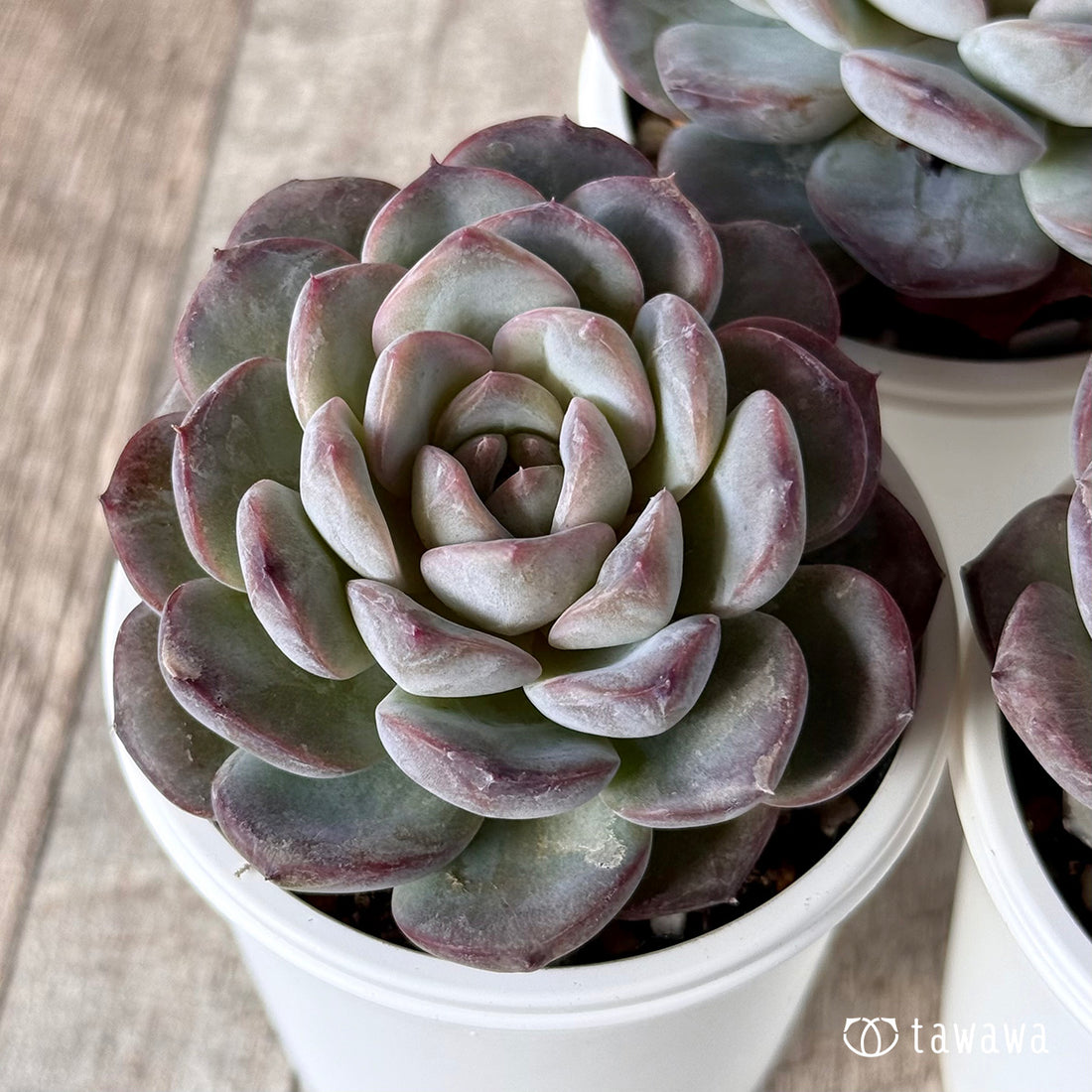 ユニピンク【tawawaハウス苗】