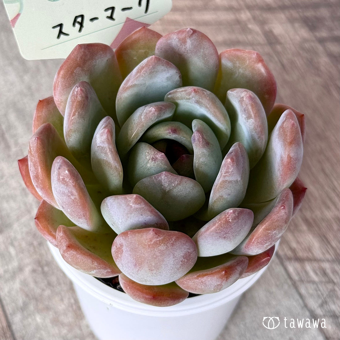 New Arrival* Star Mark