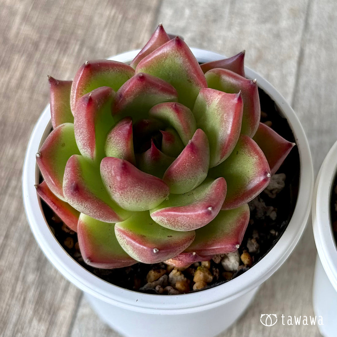 シティポップ【tawawaハウス苗】