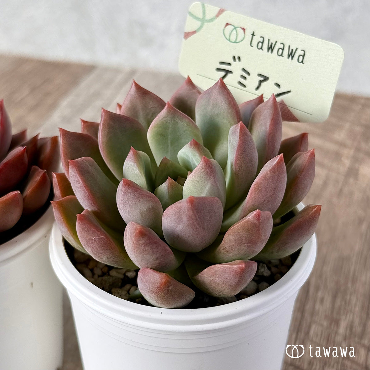 *新発売* デミアン 【tawawaハウス苗】