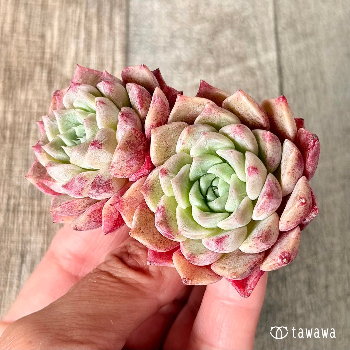 New Arrivals: Ice Green