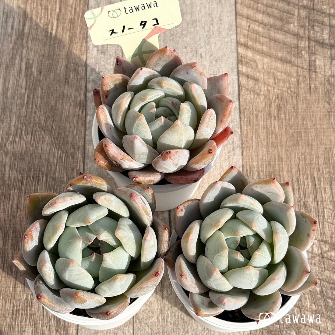 スノータコ 【tawawaハウス苗】