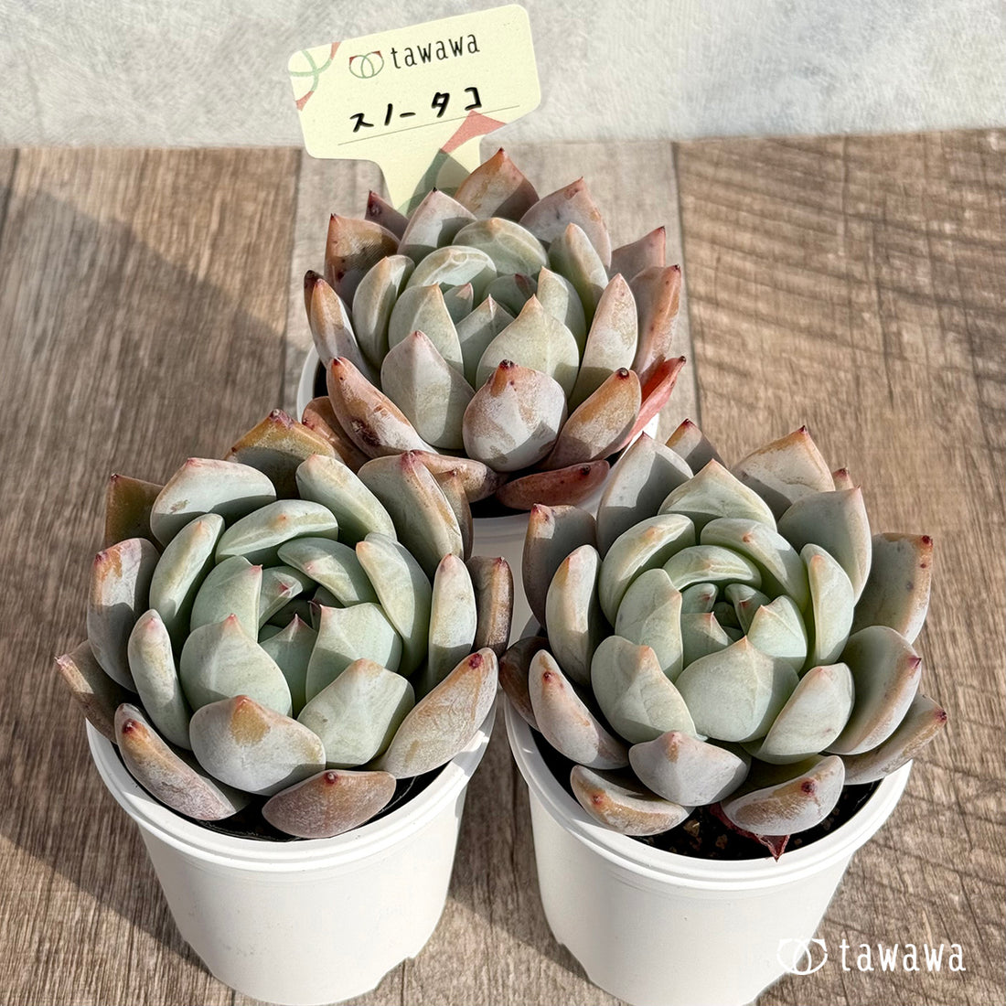 スノータコ 【tawawaハウス苗】