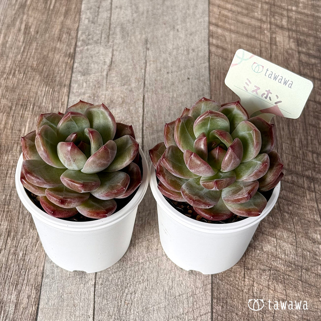 ミスホン【tawawaハウス苗】