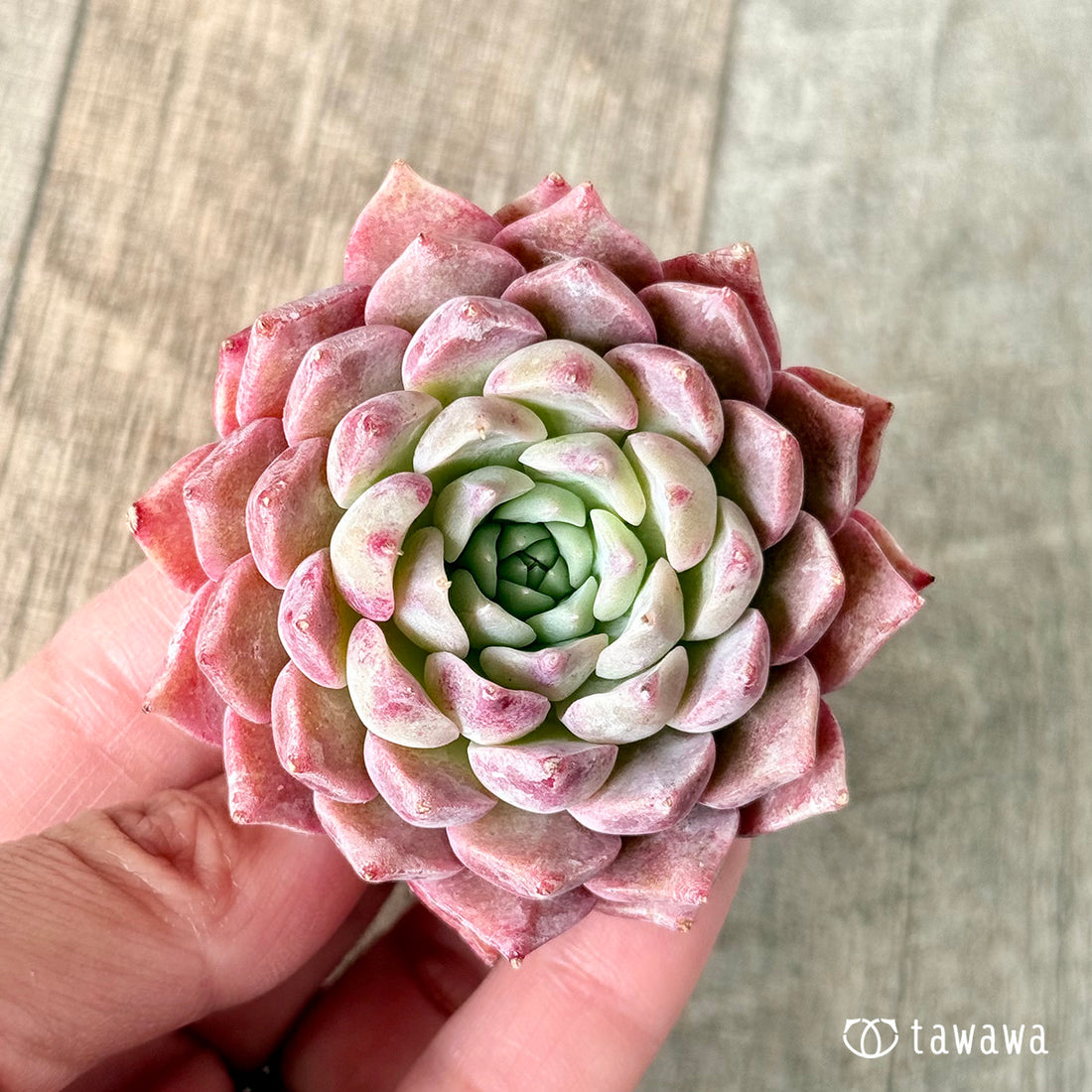 New Arrivals: Ice Green