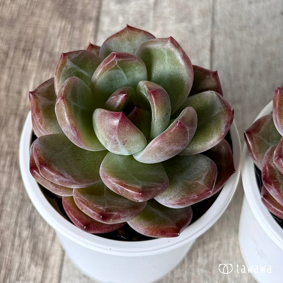 ミスホン【tawawaハウス苗】