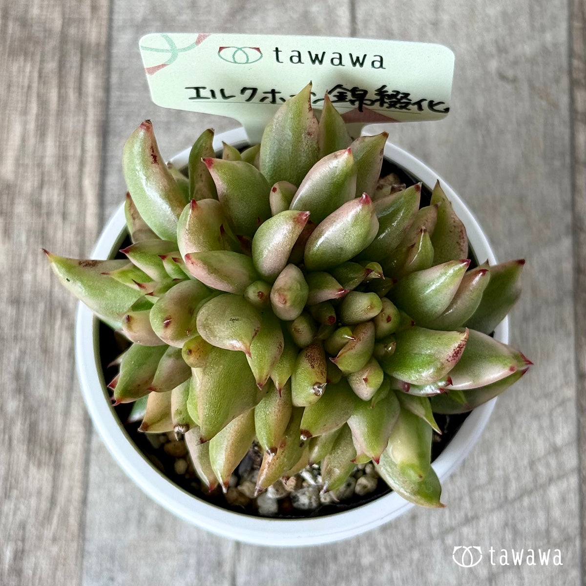 *新発売* エルクホーン錦綴化【tawawaハウス苗】
