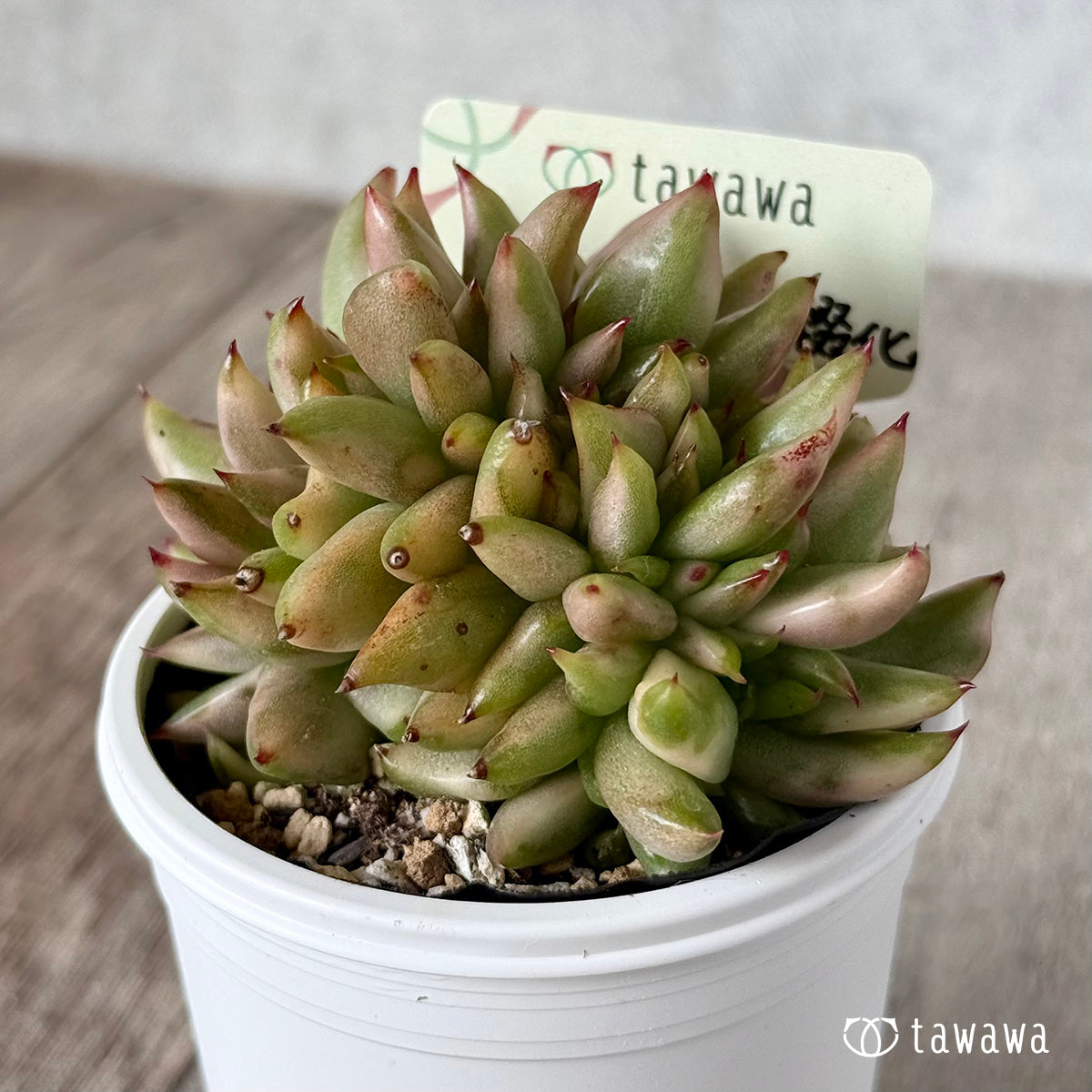 *新発売* エルクホーン錦綴化【tawawaハウス苗】