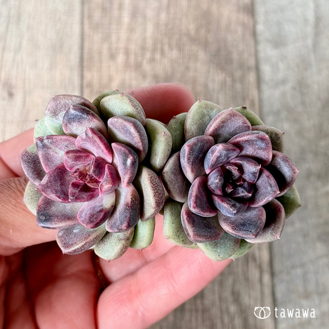 チュビ【双頭苗】 (チャンヒー農園苗)