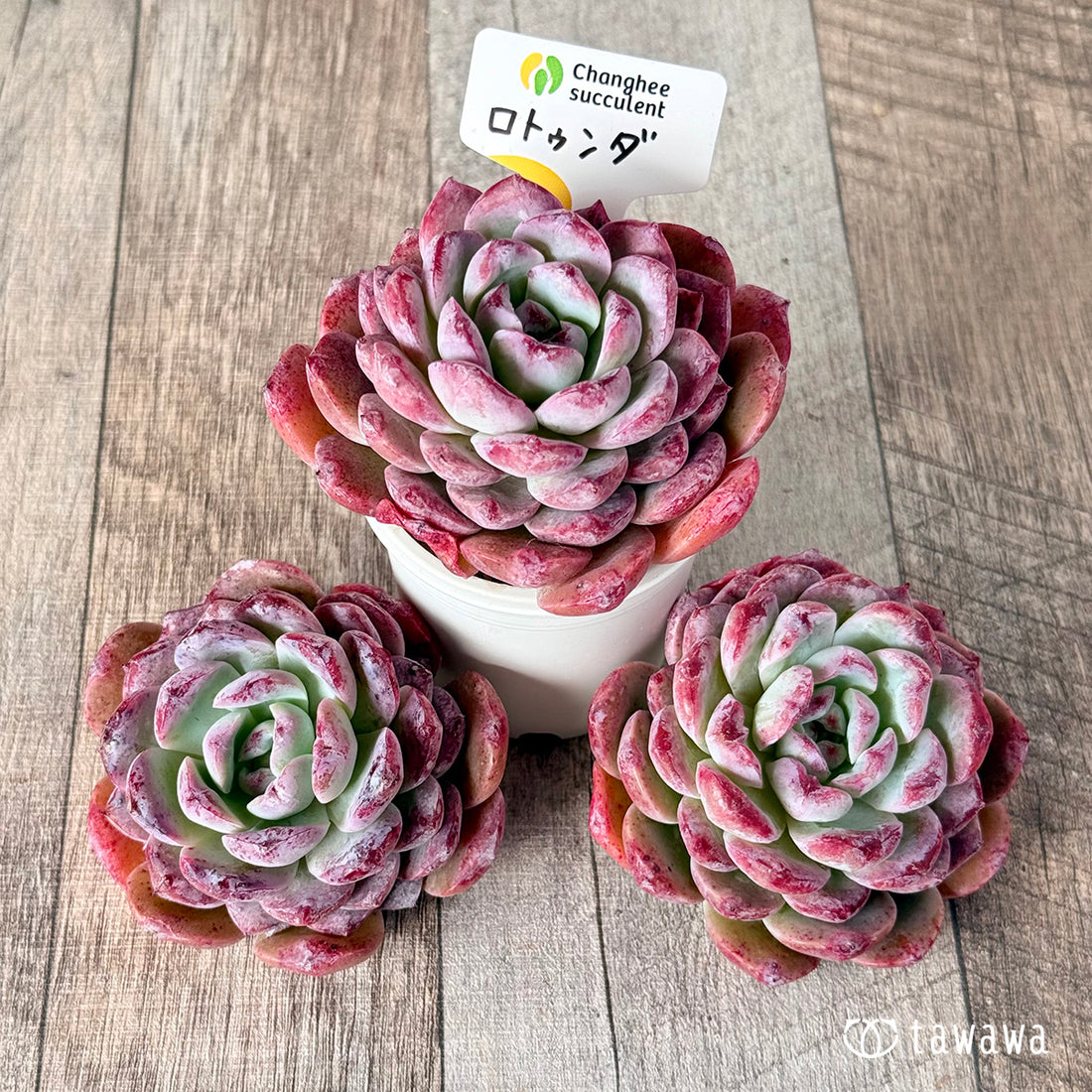 ロトゥンダ (チャンヒー農園苗)