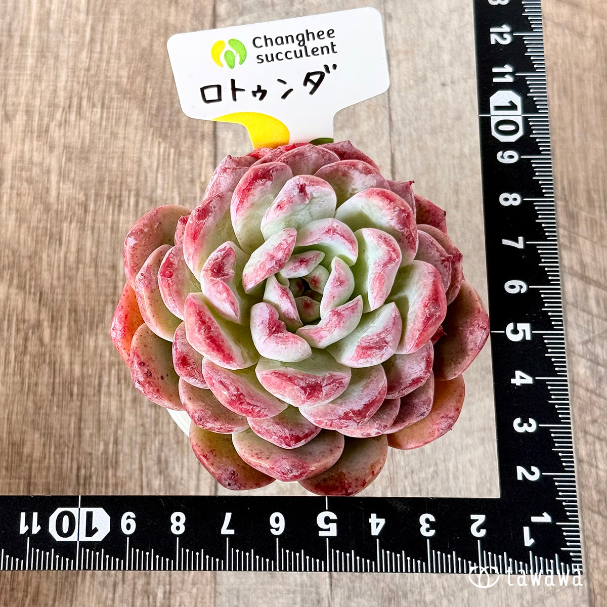 ロトゥンダ (チャンヒー農園苗)