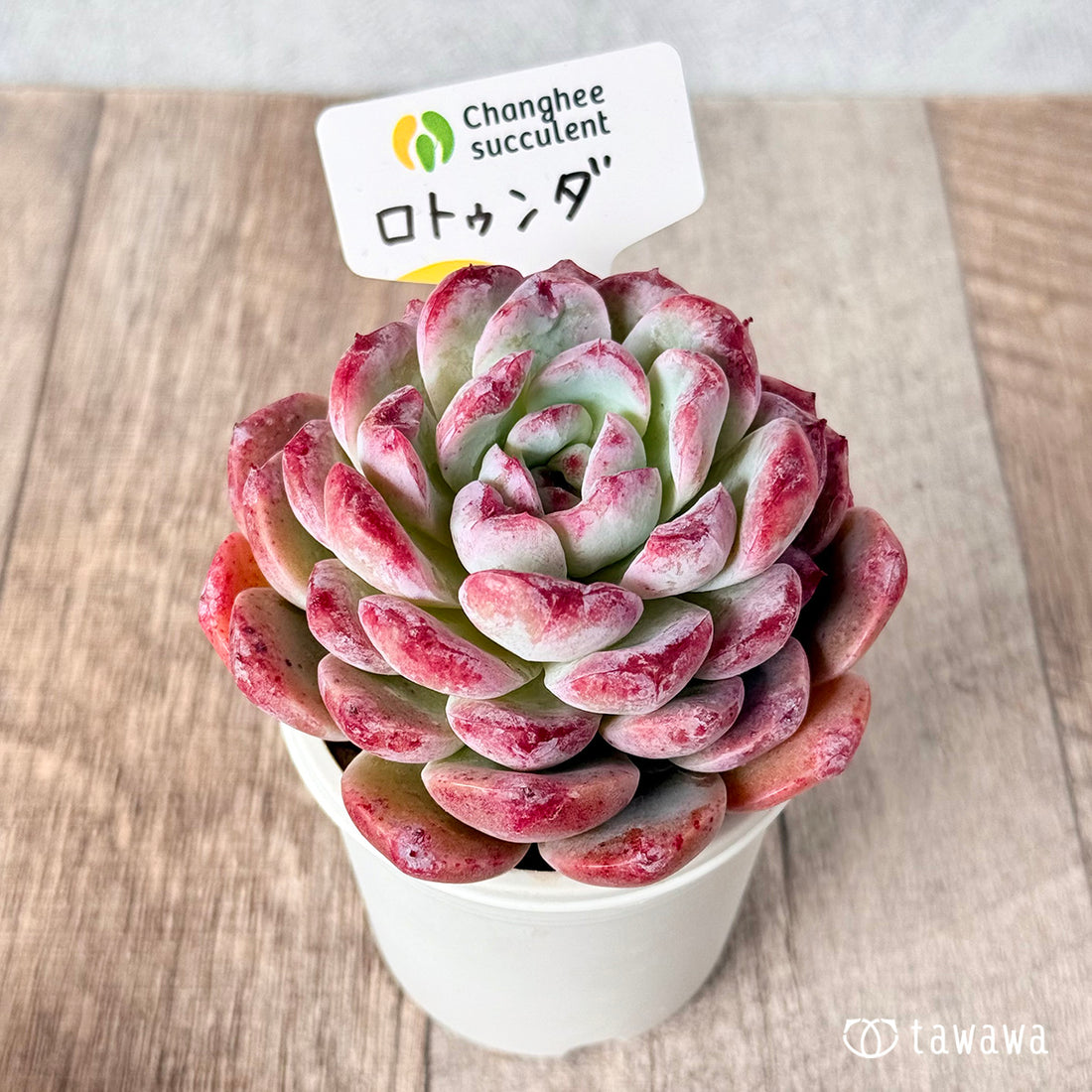 ロトゥンダ (チャンヒー農園苗)