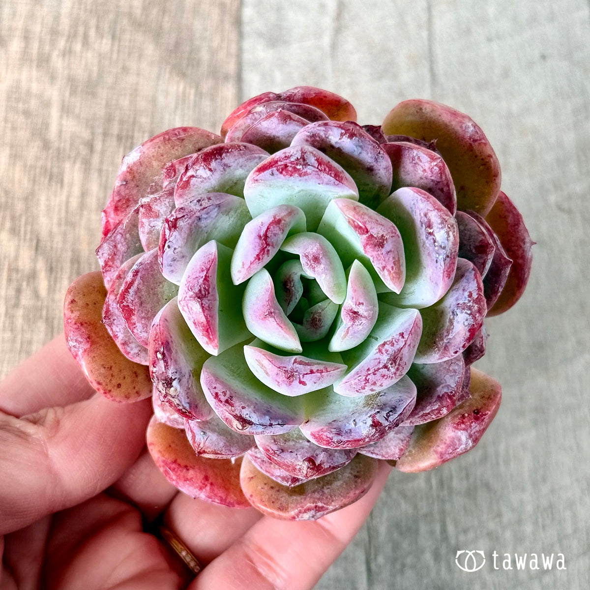 ロトゥンダ (チャンヒー農園苗)