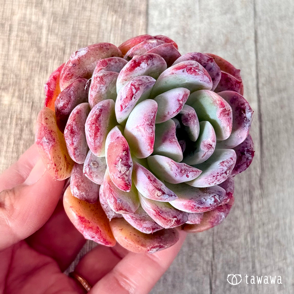 ロトゥンダ (チャンヒー農園苗)