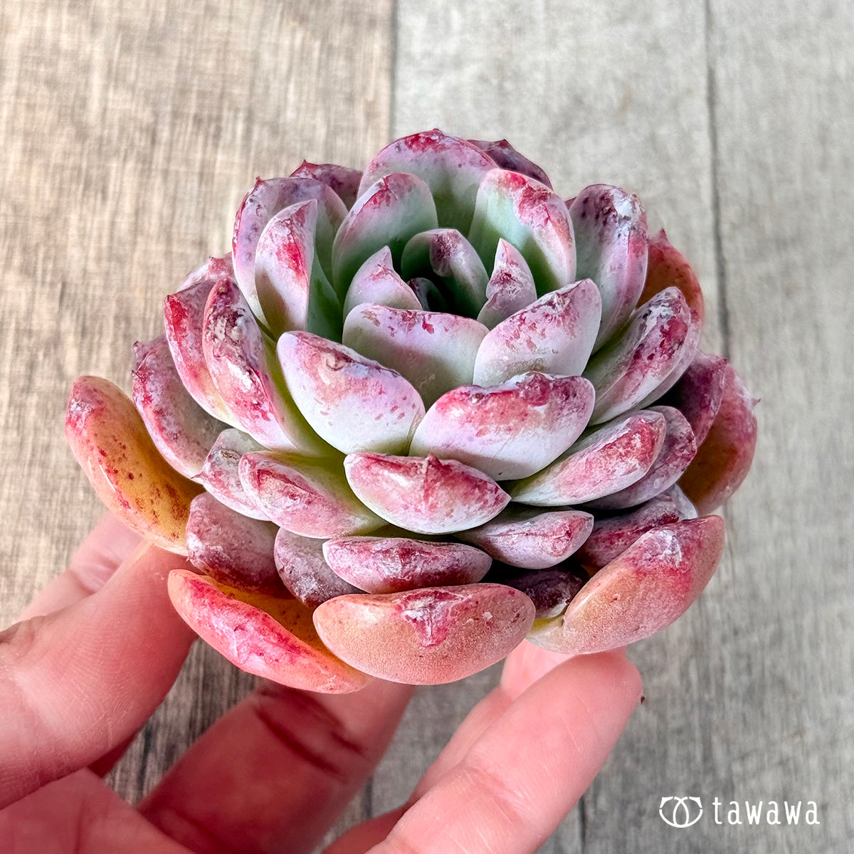 ロトゥンダ (チャンヒー農園苗)