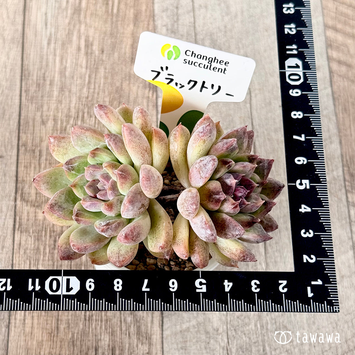 New Arrivals: Ice Green