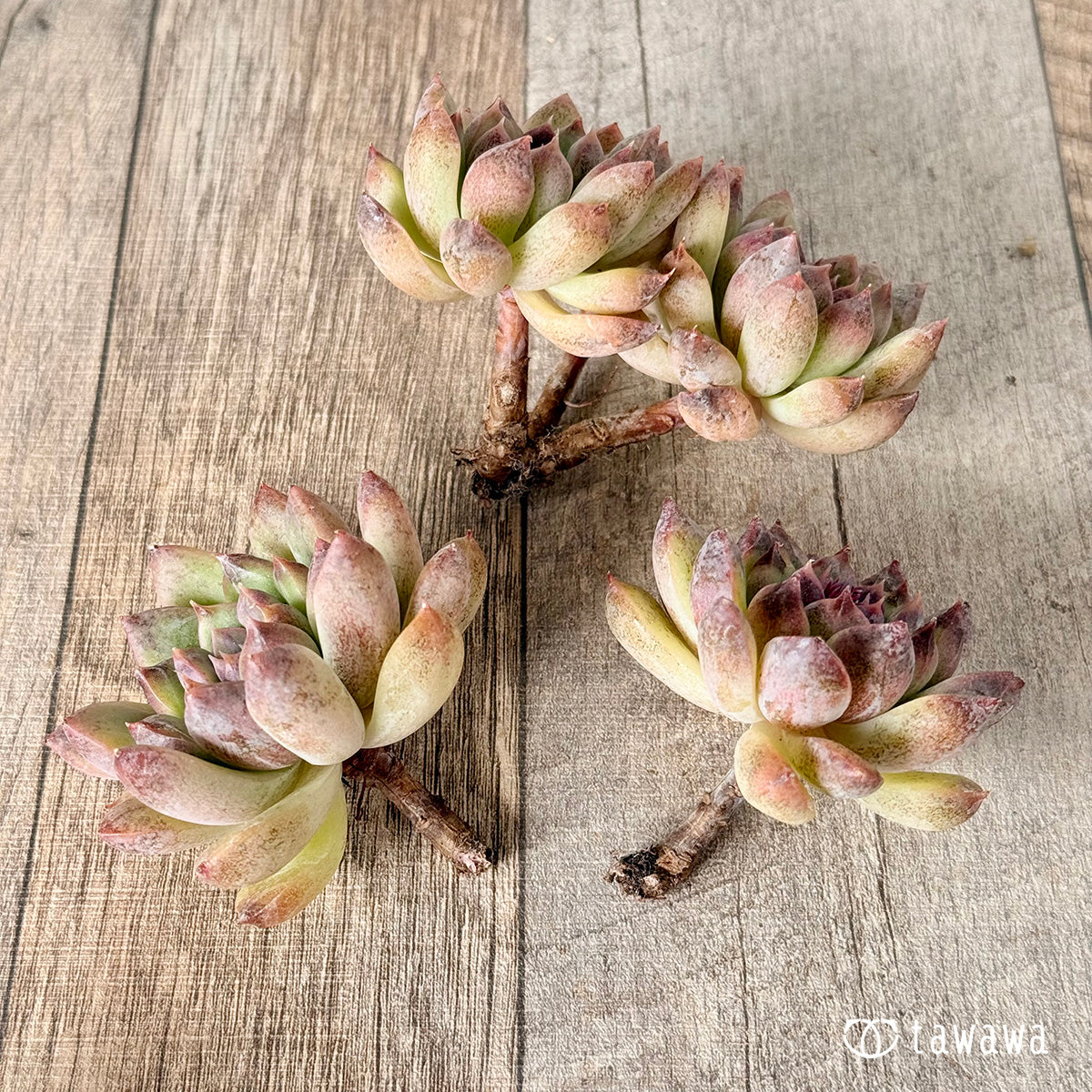 New Arrivals: Ice Green