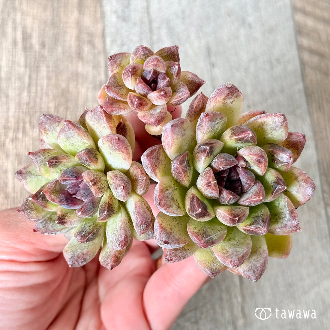 New Arrivals: Ice Green